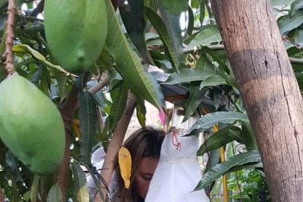 Dengue: dudan de la efectividad de fumigar