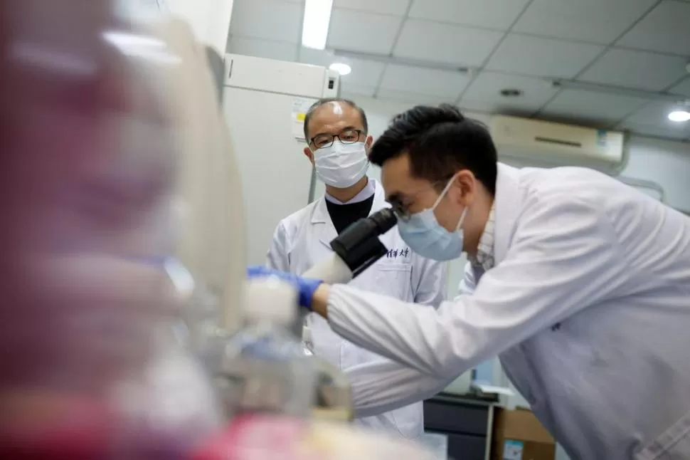 INVESTIGACIÓN. Científicos chinos trabajan en la búsqueda de más evidencias para conocer mejor al Langya henipavirus.