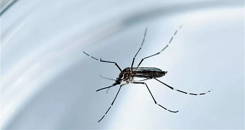Mosquito aedes aegypti. Foto OMS.