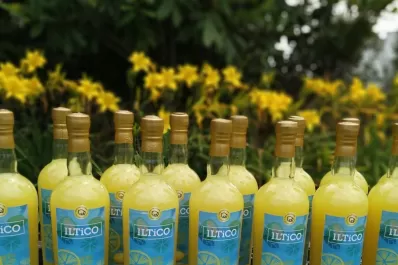 Los limones taficeños también se utilizan para fabricar licores