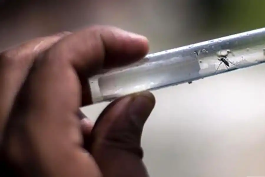 Dengue, la peor epidemia registrada en Tucumán: ya son 3.167 los casos confirmados