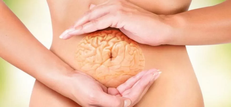 TRABAJO CONJUNTO. Cerebro e intestino controlan la inmunidad del cuerpo. 