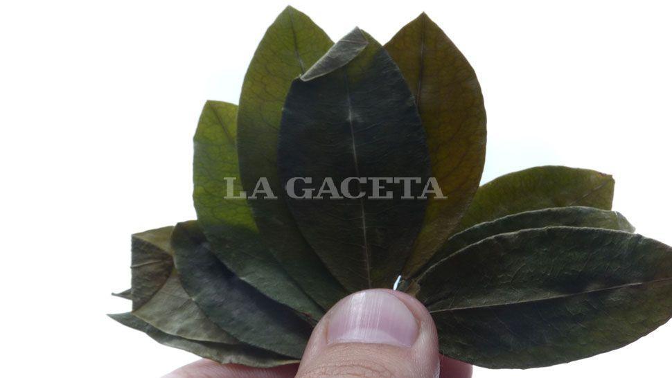 En Tucumán, las hojas de coca ahora son sólo un lujo para algunas personas