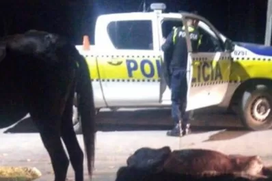 Maltrato animal en Tucumán: rescatan a dos caballos usados para tracción a sangre