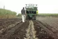 Caña de azúcar: la plantación mecánica sigue creciendo, gracias a sus ventajas