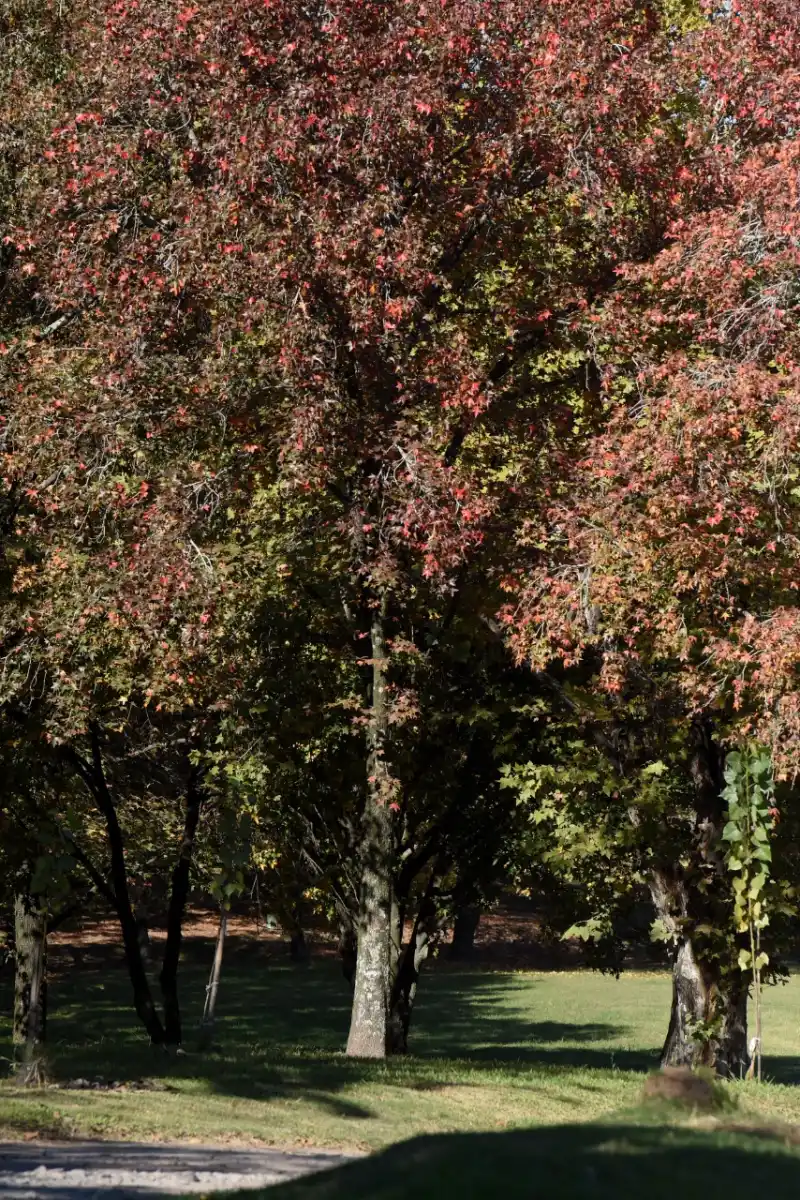 Fotos: así fue otro domingo de cuarentena en las calles tucumanas