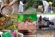 Dengue: cuáles son los lugares más impensados en que se puede criar el Aedes aegypti
