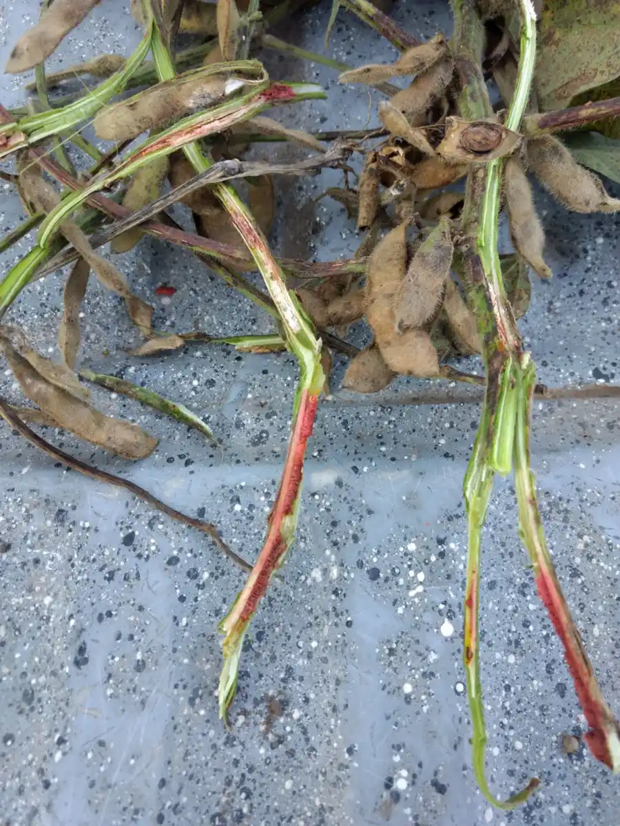 Detectaron una nueva plaga en los cultivos de soja y poroto en Tucumán