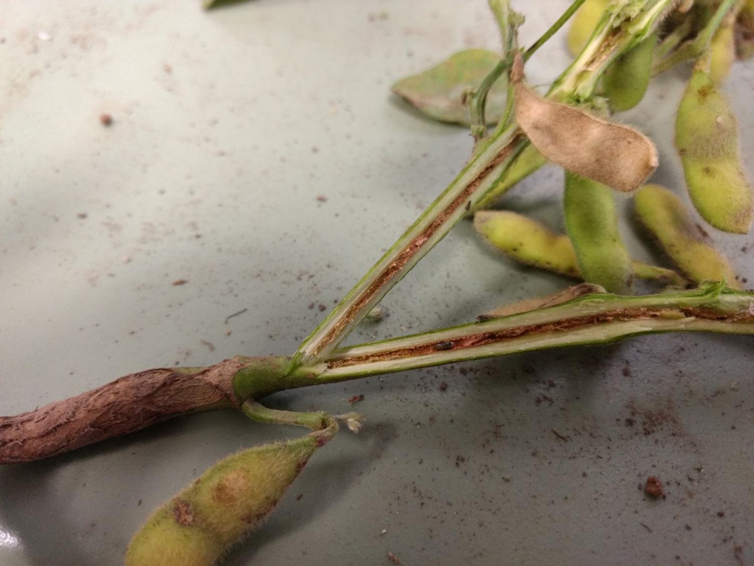 Detectaron una nueva plaga en los cultivos de soja y poroto en Tucumán