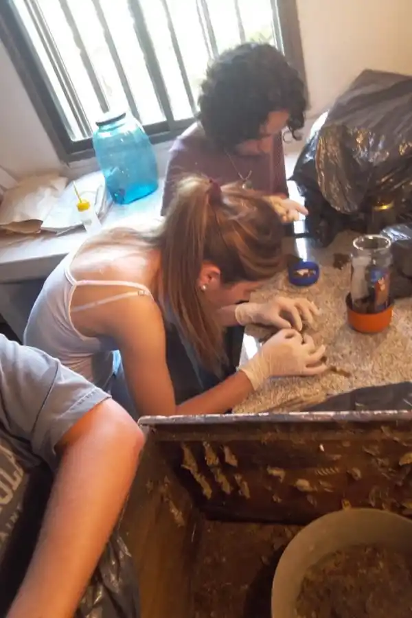 BUSCANDO RESPUESTAS. En el laboratorio crían y alimentan las orugas. y estudian su microbiota intestinal. 