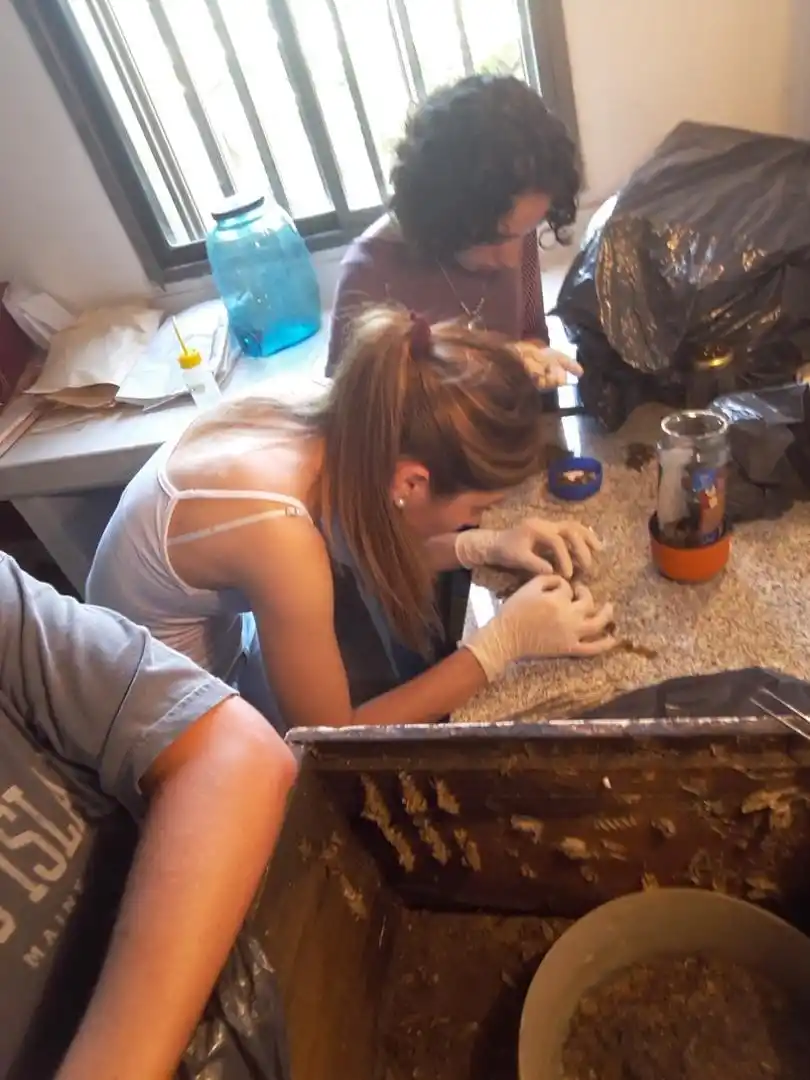 BUSCANDO RESPUESTAS. En el laboratorio crían y alimentan las orugas. y estudian su microbiota intestinal. 