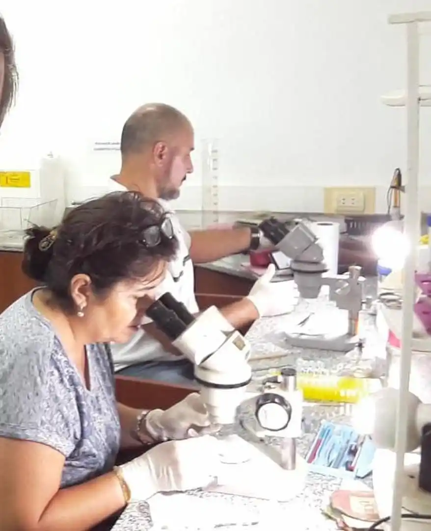 La oruga comeplásticos tucumana va revelando sus secretos