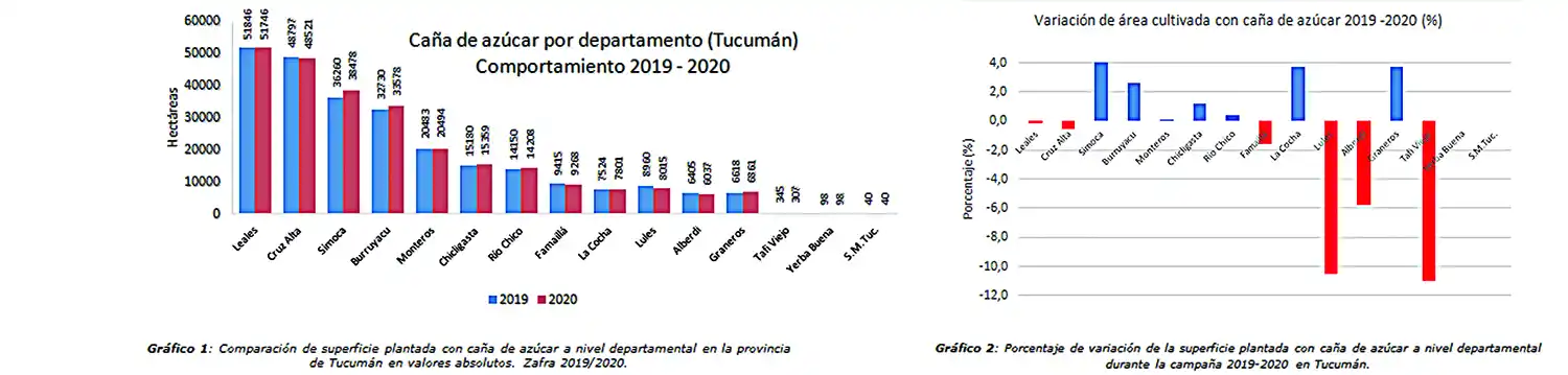 Se plantaron para esta zafra 2.000 ha más de caña que el año pasado