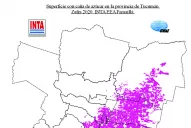 Se plantaron para esta zafra 2.000 ha más de caña que el año pasado