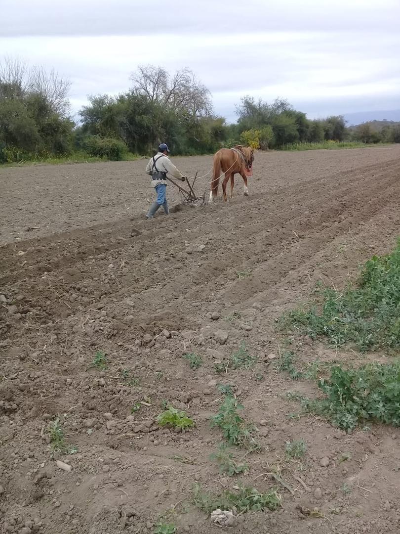 A PURO SACRIFICIO. De esta manera, con ayuda del caballo, los pequeños productores de Tucumán siguen trabajando la tierra.  