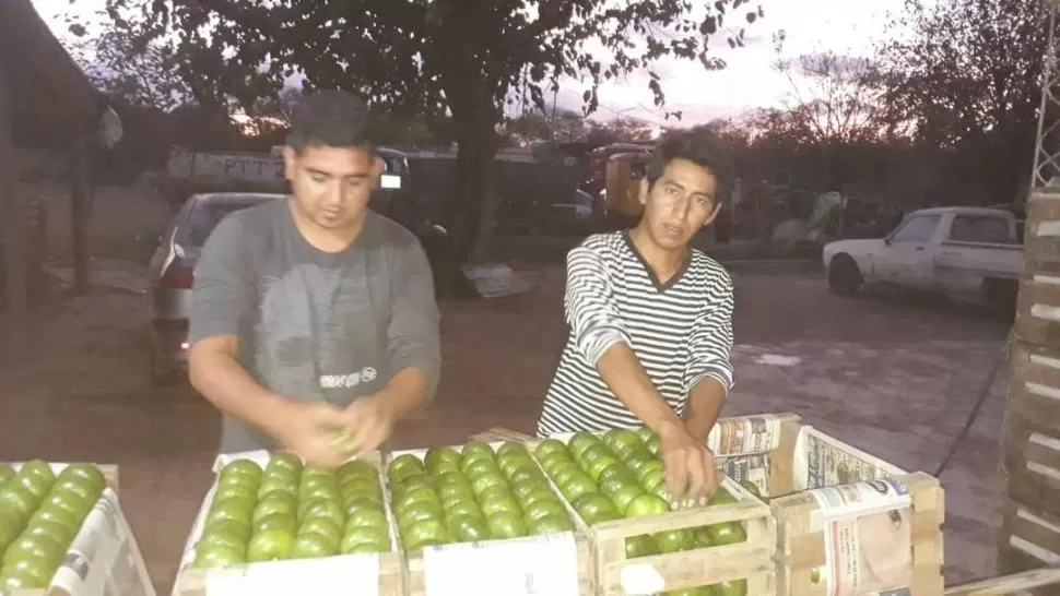 “EL 75% QUEDA EN LOS INTERMEDIARIOS”. Alejandro Quispe (de remera rayada) de Los Puestos, Leales, acomoda los zapallitos para vender.   