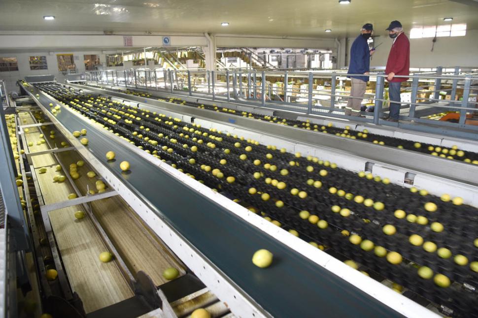 DE UNO EN UNO. El limón para exportación pasa a la línea de proceso. Al final, irá a parar, de acuerdo con su tamaño, a 14 mesas en las cuales se lo empaca según su tamaño. Hay cajas que cargan 88 frutas, otras que contienen 100, 125 o 138 unidades, por ejemplo. 