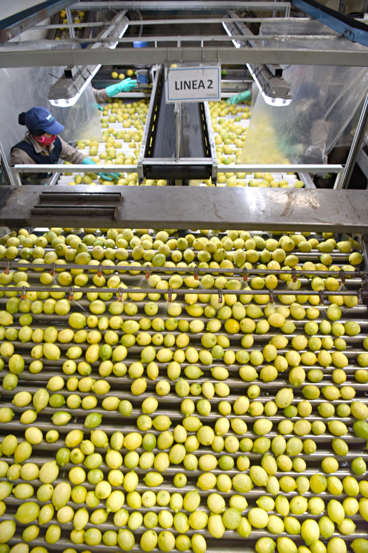 FUTURO INTERNACIONAL. Al llegar a la planta, hubo una primera selección. La fruta que será exportada es volcada en una segunda línea de trabajo.