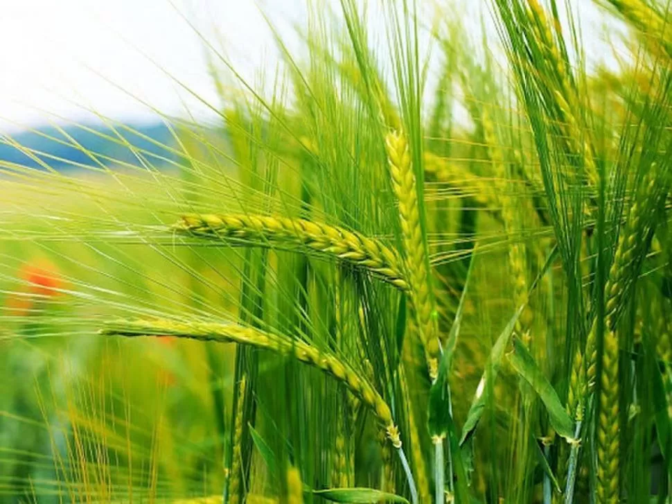 FINALIDAD. El trigo servirá en nuestra zona para mantener ocupado los lotes.  
