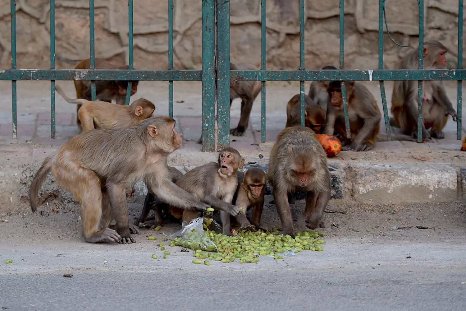 Monos ingresaron a un hospital de India y robaron muestras de pacientes con coronavirus