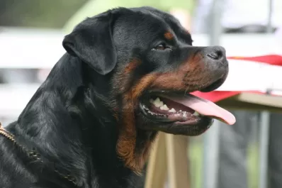 Condenan en Córdoba a dos hombres que utilizaron a un Dogo y a un Rottweiler como armas para robar