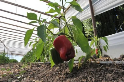 En carpas plásticas la producción de pimiento es continua