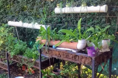 Hidroponia: cómo hacer una huerta diferente