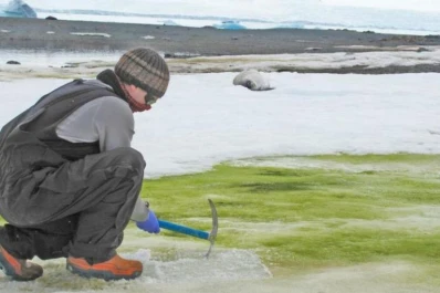 Medio ambiente: zonas de la Antártida se han vuelto verde brillante