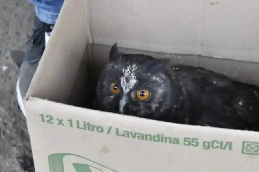 Un tucán se posó a comer higos en Choromoro y un lechuzón negruzco apareció en Tafí Viejo