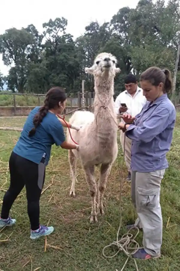 CONTROLES. La ingeniera Ana Díaz mantiene el registro de los parámetros de salubridad de los animales.