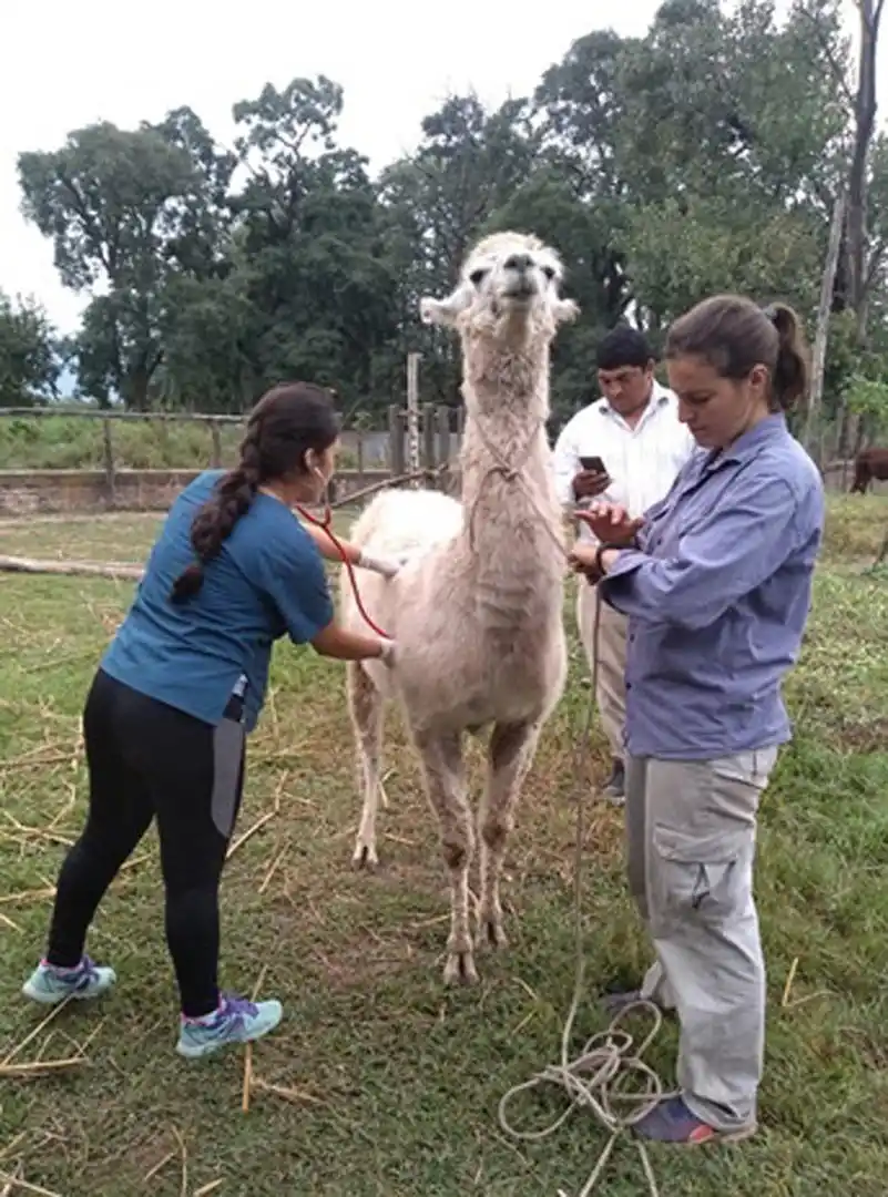 CONTROLES. La ingeniera Ana Díaz mantiene el registro de los parámetros de salubridad de los animales.