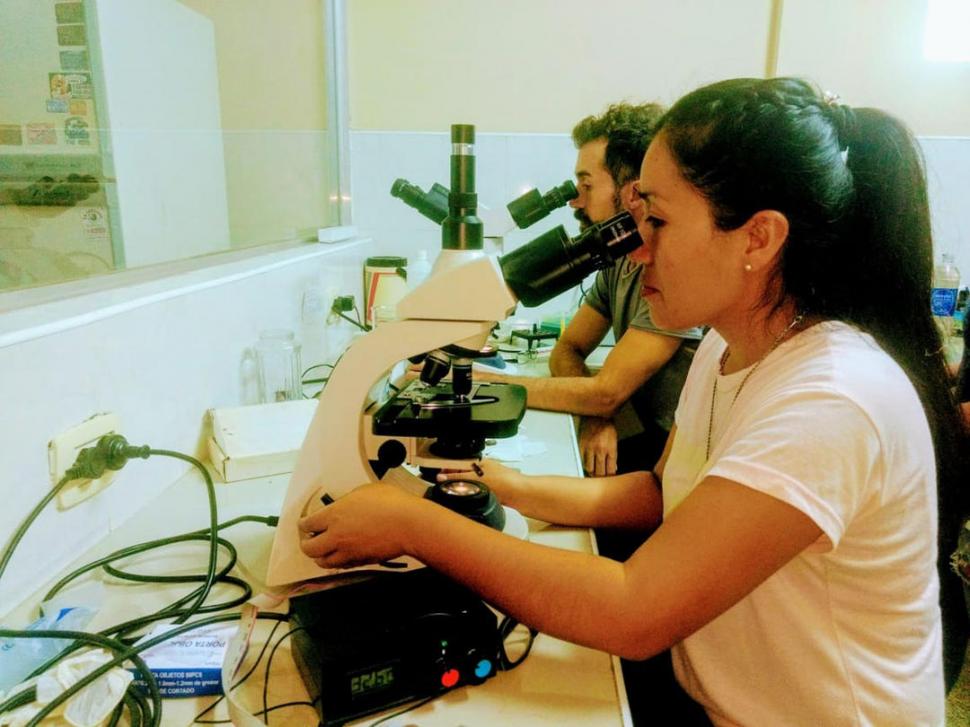 LABORATORIO. Con los microscopios, a la caza de las moléculas adecuadas para lograr la inseminación.