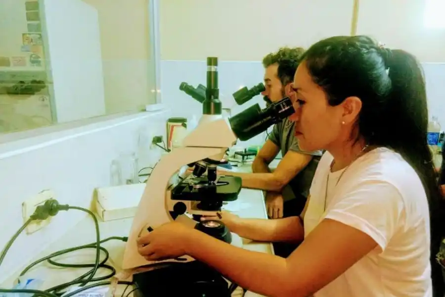 LABORATORIO. Con los microscopios, a la caza de las moléculas adecuadas para lograr la inseminación.