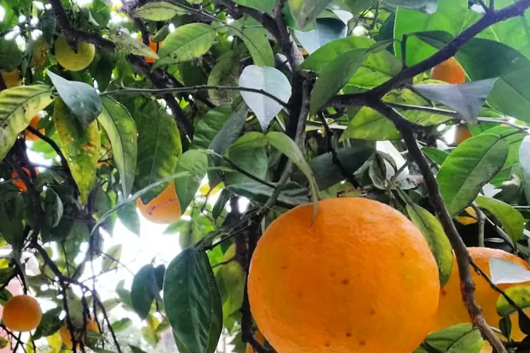 Una particular campaña para promover el consumo de las naranjas agrias