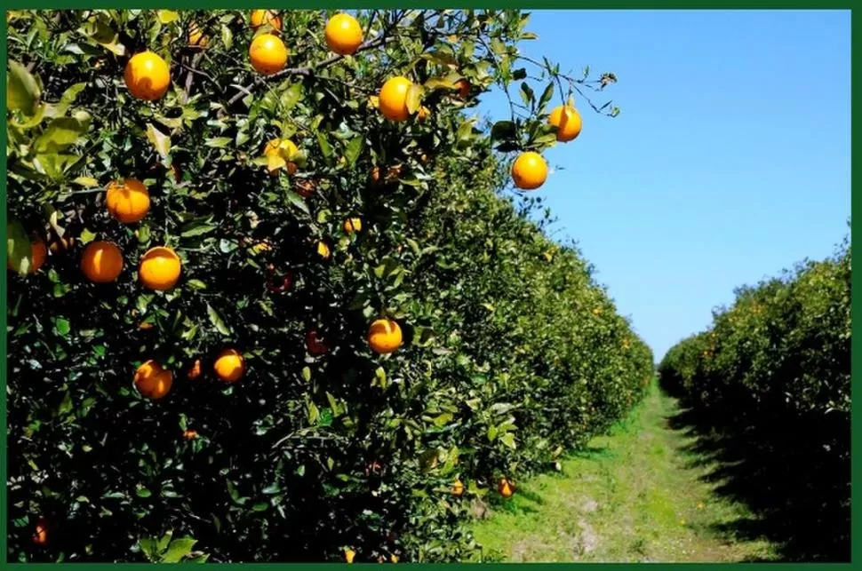 MALA. La pandemia hizo bajar la demanda, lo que compensó el buen precio.  