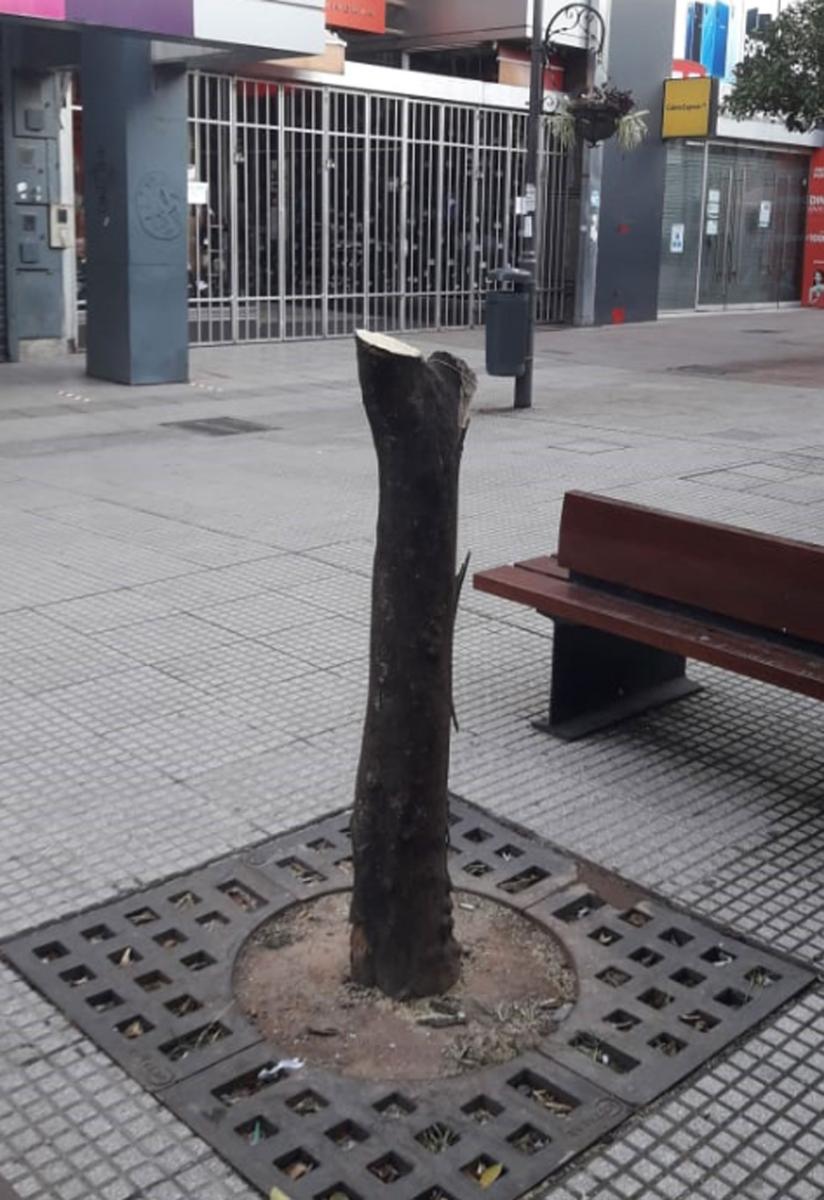 Árbol mutilado en la peatonal Muñecas