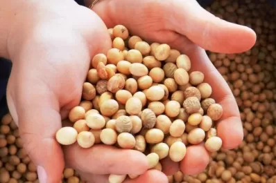 La soja se comercializó a US$ 516,62 la tonelada en Chicago