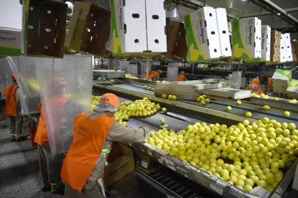 Por la mancha negra, la Unión Europea suspende compras de cítricos argentinos