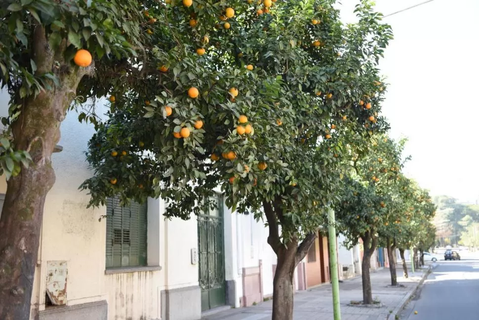 AL ALCANCE DE LA MANO. Los naranjos abundan en las calles tucumanas y su fruto puede tener buen uso. 