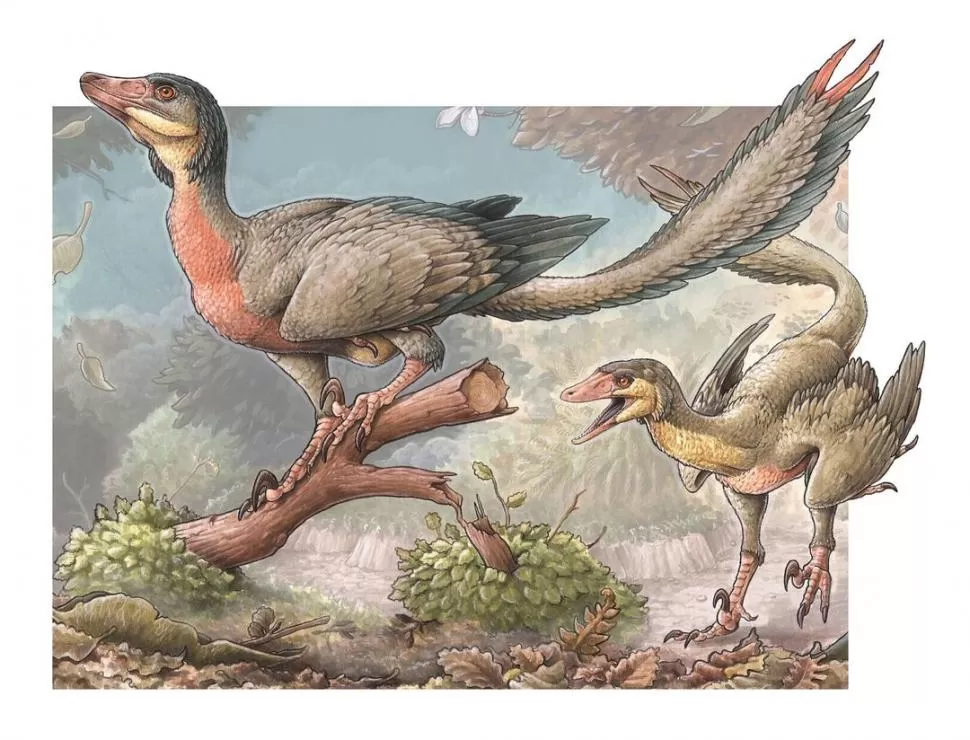 OVERORAPTOR. Hace 90 millones de años existió esta especie con alas. 
