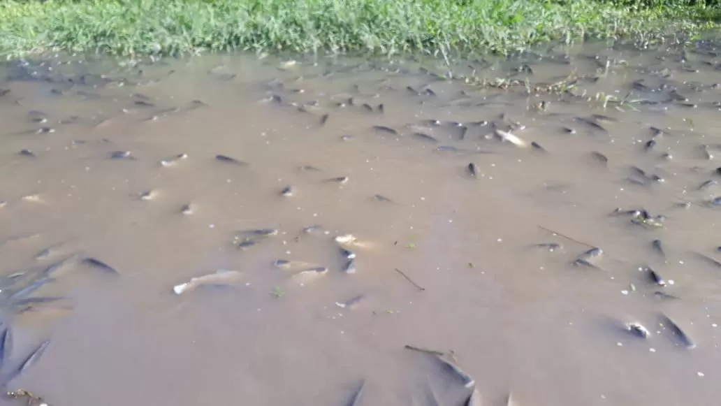 Contaminación del río Salí: cientos de peces aparecieron muertos en la cola del Frontal