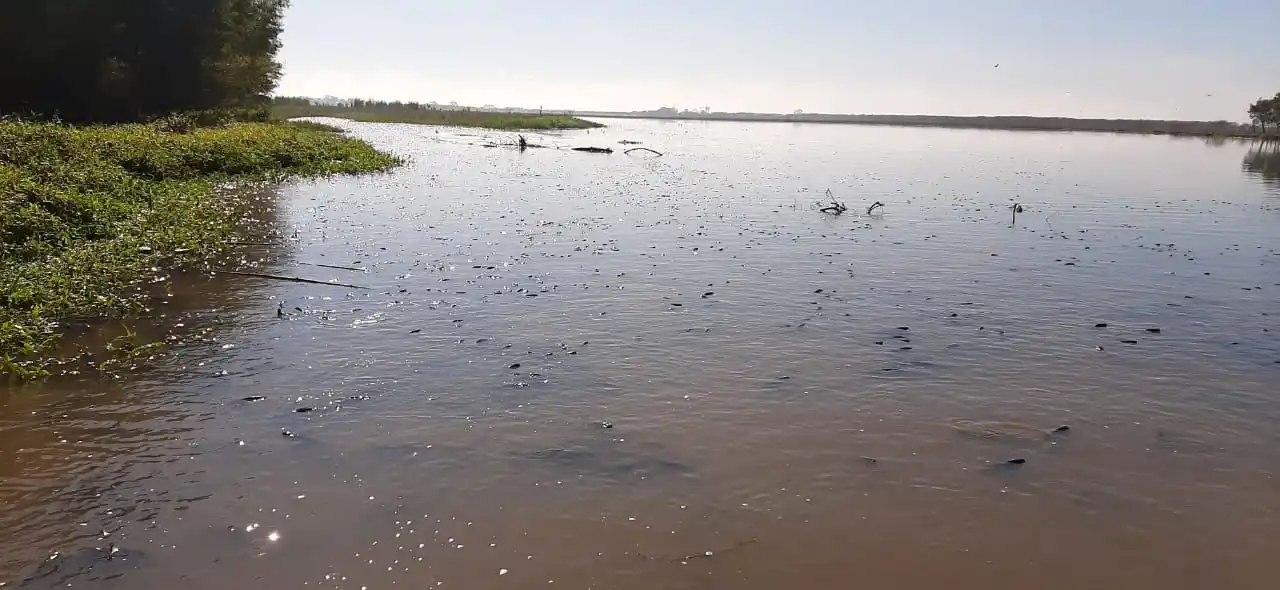 CONTAMINACIÓN. El río Salí, con peces muertos.