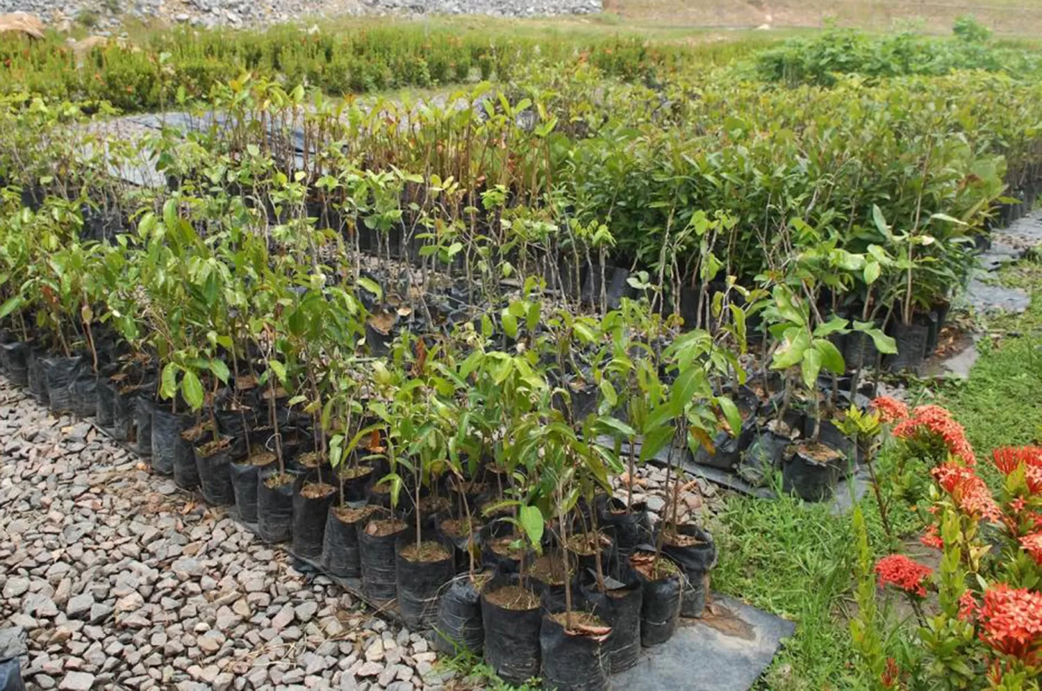 Forestación: plantan nuevos árboles en las peatonales Mendoza y Muñecas