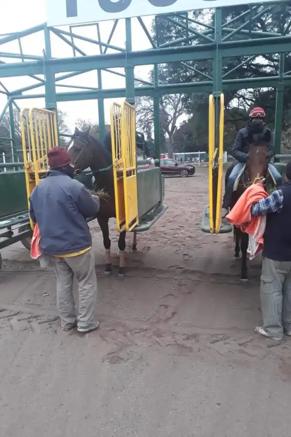 EN LAS GATERAS. Jockeys y peones trabajan en la puesta a punto de los caballos.  
