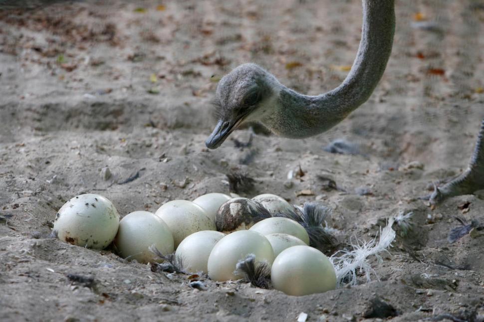  Una avestruz puso 11 huevos y -como no había gente a su alrededor, pudo construir un nido.FOTOS REUTERS 