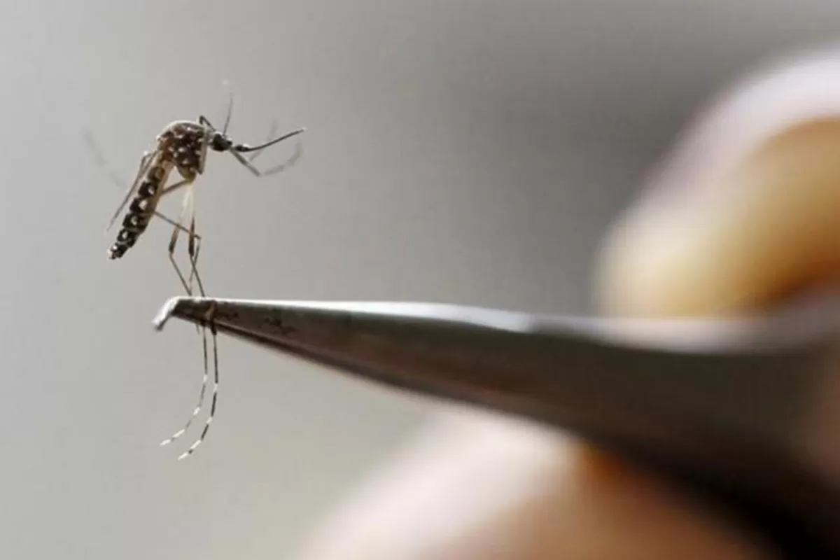 Tucumán tuvo 72% más de casos de dengue que en 2009
