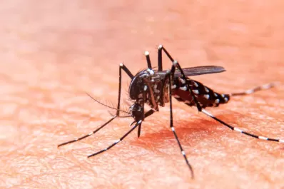 Alerta por el dengue: es fundamental trabajar en la prevención en los meses de frío