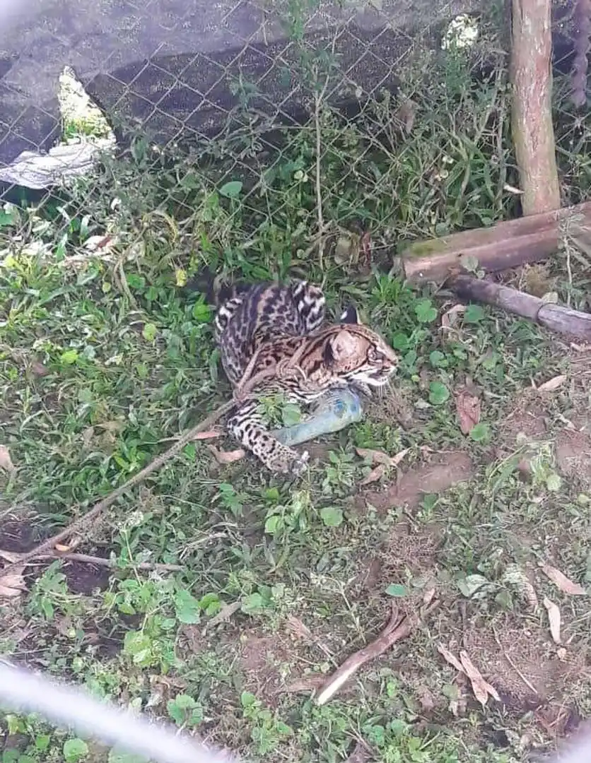   OCELOTE. Fue rescatado gracias a un trabajo colectivo. (Foto: Sec. Desarrollo Productivo).