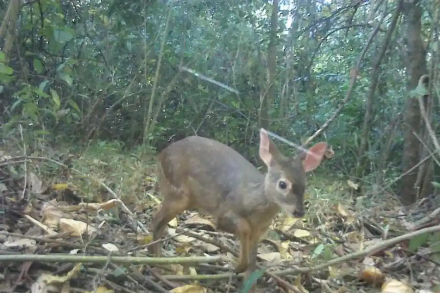   CORZUELA. Fue “cazada” con una cámara que se activa con sensores. (Foto: J. B. de Horco Molle).