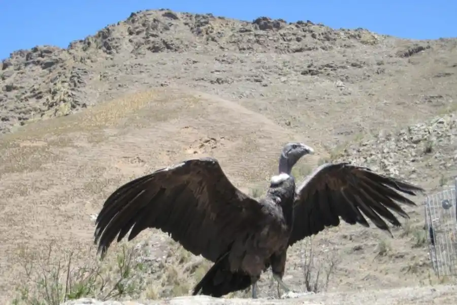   CÓNDOR. Ejemplares fueron recuperados de una intoxicación y luego liberados. (Foto: Sec. Desarrollo Productivo).